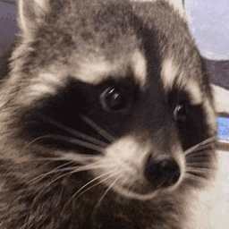 Raccoon Reactions - Download Stickers from Sigstick